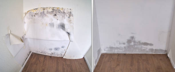 Best Black Mold Removal  in Linden, AZ